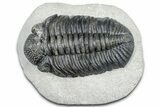 Huge Phacopid (Drotops) Trilobite - Issoumour, Morocco #363237-2